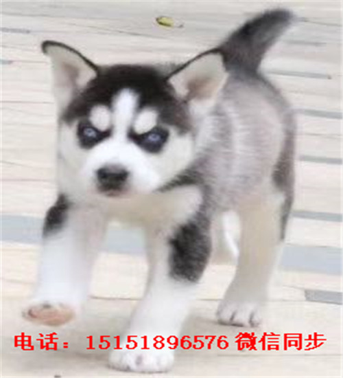成都哈士奇出售 成都红色哈士奇价格 成都哪里