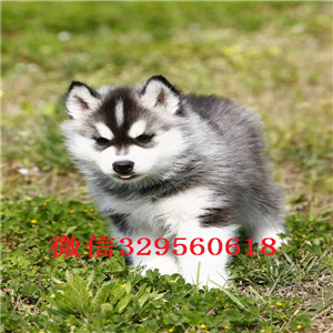  平顶山哪里卖哈士奇幼犬哈士奇好养吗精品纯