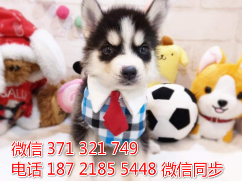 哈士奇纯种幼犬出售，犬舍直销哈士奇 犬舍狗场宠物狗倍