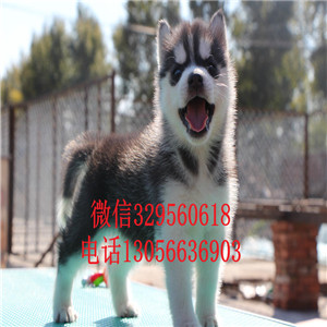  海口哪里出售纯种哈士奇赛级哈士奇幼犬双蓝