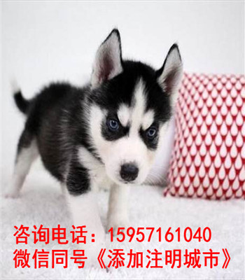 长沙哪里有二哈卖 长沙哈士奇多少钱一只