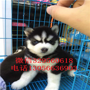  赤峰哪里卖哈士奇幼犬哈士奇好养吗哈士奇好
