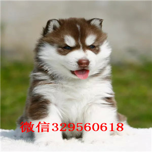  长治哪里有卖哈士奇的哈士奇养殖场出售哈士奇好养吗纯种哈士奇雪橇犬