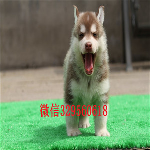  盘锦哪里卖哈士奇幼犬赛级哈士奇幼犬双蓝眼