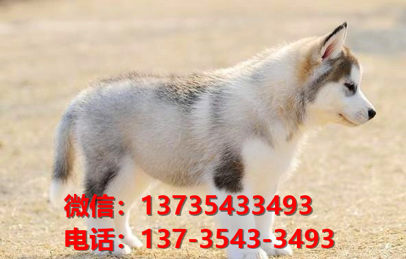 长治宠物狗狗犬舍出售纯种哈士奇犬卖狗买狗地方在哪有狗市场