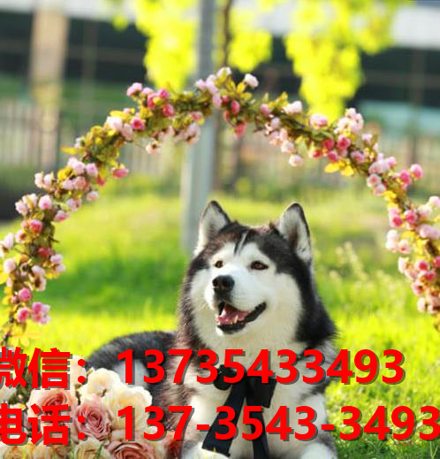 廊坊宠物狗犬舍出售纯种哈士奇犬幼犬卖狗买狗哪里有狗市场