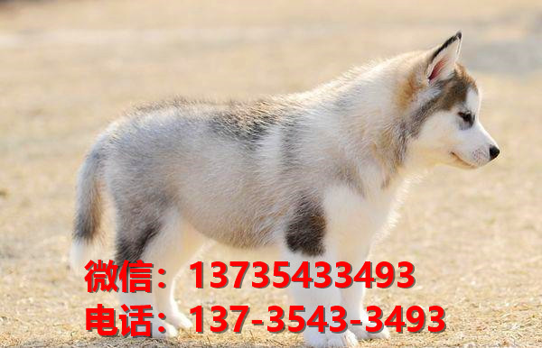 南平宠物狗狗犬舍出售纯种哈士奇犬网上买狗卖狗地方哪里有狗市场