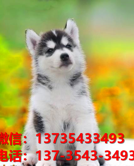 九江宠物狗狗犬舍领养纯种哈士奇犬卖狗网站买