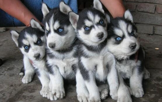 文山哈士奇幼犬多少钱一只文山出售哈士奇小狗