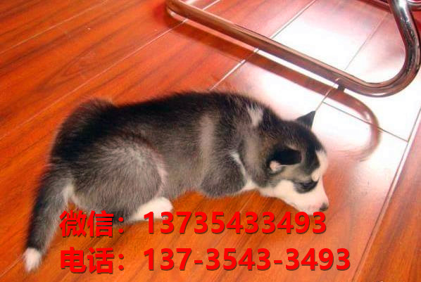 黄山宠物狗狗犬舍出售纯种哈士奇幼犬卖狗买狗地方在哪里有狗市场