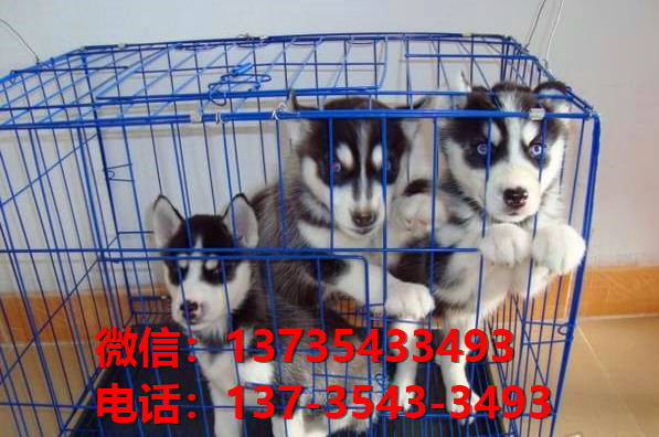 威海宠物狗狗犬舍领养纯种哈士奇犬网上卖狗买狗地方在哪有狗市场