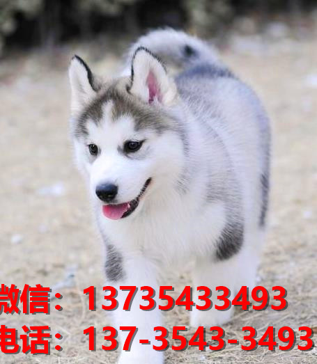 福州宠物狗狗犬舍出售纯种哈士奇犬幼犬卖狗地