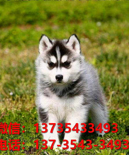 威海宠物狗狗犬舍领养纯种哈士奇犬网上卖狗买狗地方在哪有狗市场