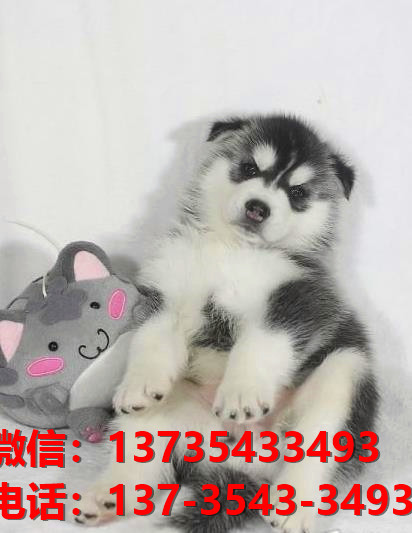 黄山宠物狗狗犬舍出售纯种哈士奇幼犬卖狗买狗地方在哪里有狗市场