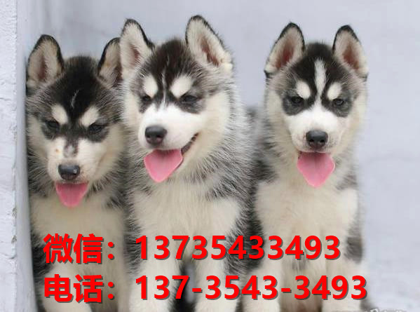 铜陵宠物狗狗犬舍出售纯种哈士奇幼犬卖狗买狗