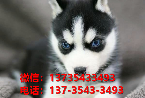 随州宠物狗犬舍领养纯种哈士奇犬卖狗买狗地方在哪有狗市场