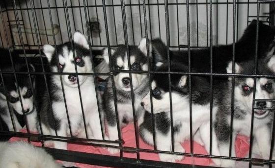 文山富宁狗场常年出售纯种哈士奇