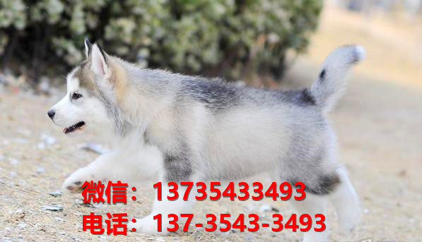 随州宠物狗犬舍领养纯种哈士奇犬卖狗买狗地方在哪有狗市场