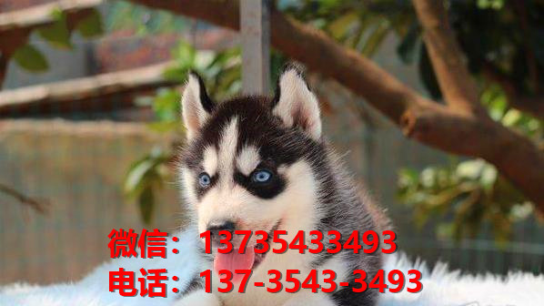 株洲宠物狗犬舍出售纯种哈士奇犬网上卖狗买狗地方在哪有狗市场领养