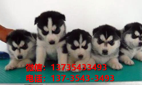 衡阳宠物狗犬舍领养纯种哈士奇犬网上卖狗买狗地方在哪有狗市场