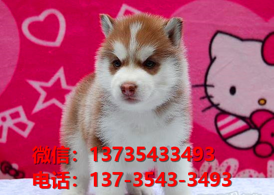 永州宠物狗犬舍出售纯种哈士奇犬网上买狗卖狗地方在哪有狗场领养