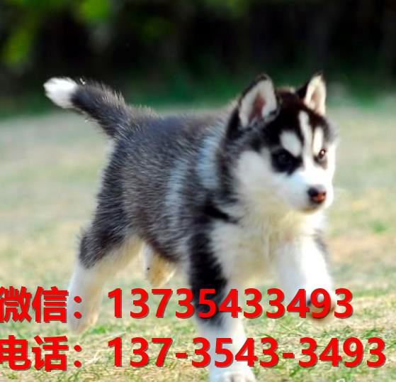 深圳犬舍深圳宠物狗网上卖狗买狗地方在哪有狗