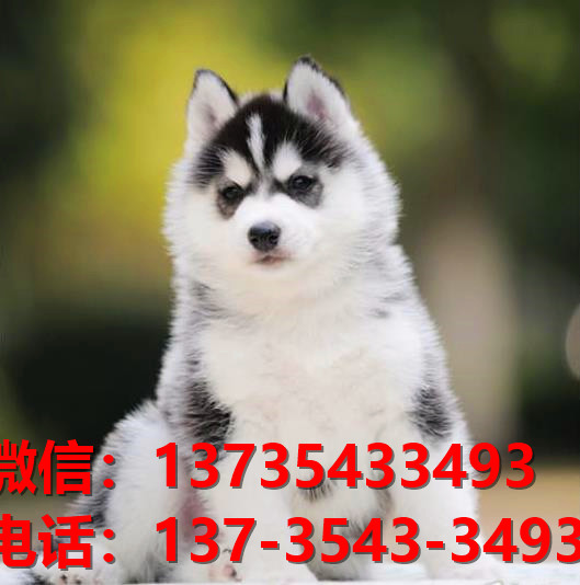 周口宠物狗犬舍出售纯种哈士奇犬网上买狗卖狗
