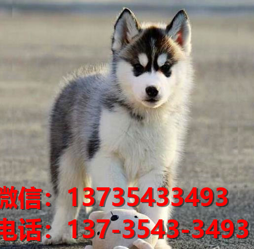 咸宁宠物狗犬舍出售纯种哈士奇犬卖狗买狗地方在哪有狗市场