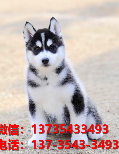 平顶山宠物狗犬舍领养纯种哈士奇幼犬网上买狗