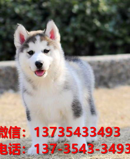 咸宁宠物狗犬舍出售纯种哈士奇犬卖狗买狗地方在哪有狗市场
