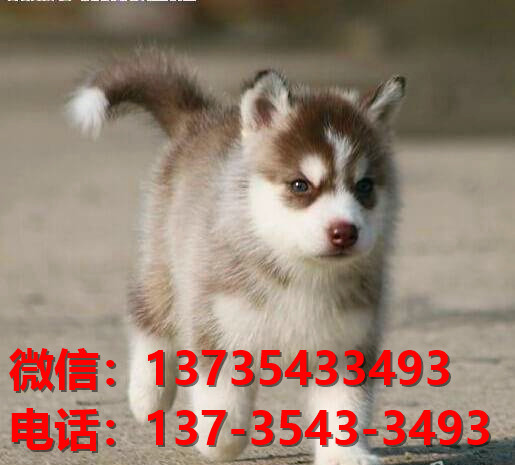 株洲宠物狗犬舍出售纯种哈士奇犬网上卖狗买狗地方在哪有狗市场领养