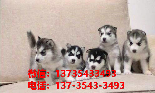 滨州宠物狗犬舍出售纯种哈士奇犬网上卖狗买狗网站在哪有狗市场