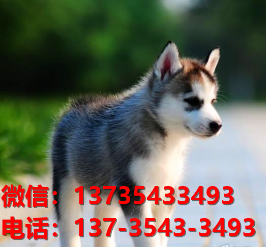 清远宠物狗犬舍出售纯种哈士奇犬网上买狗卖狗