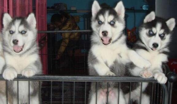 云南砚山狗场常年出售纯种哈士奇