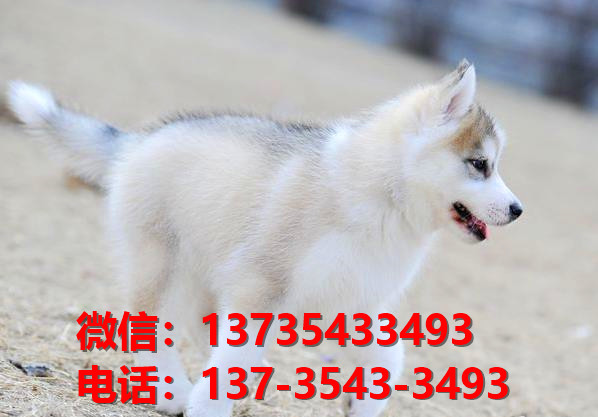 北海宠物狗犬舍出售纯种哈士奇犬网上卖狗买狗地方在哪有狗市场领养