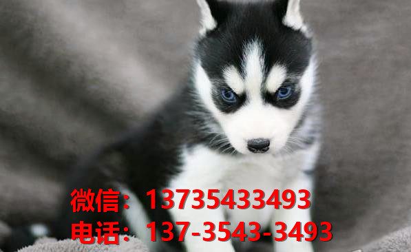 红河宠物狗狗犬舍出售纯种哈士奇犬网上卖狗买狗地方在哪有狗市场领养