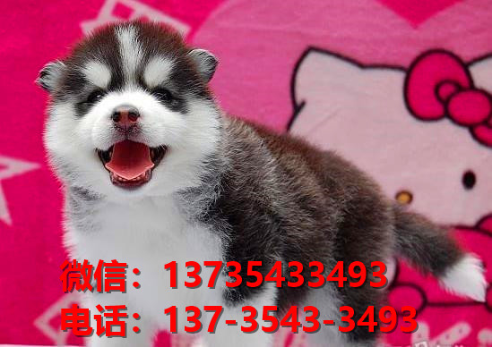 红河宠物狗狗犬舍出售纯种哈士奇犬网上卖狗买狗地方在哪有狗市场领养