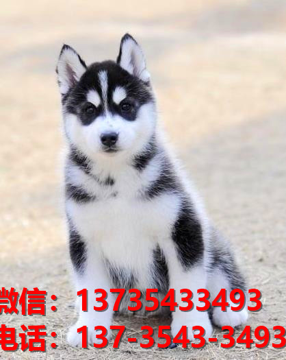 红河宠物狗狗犬舍出售纯种哈士奇犬网上卖狗买狗地方在哪有狗市场领养