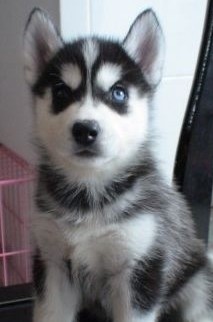 达州买狗买哈士奇 养犬场出售漂亮哈士奇