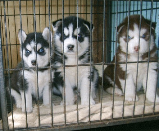 兴义买狗 兴义买哈士奇 狗场常年出售哈士奇幼