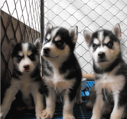 玉溪华宁县买哈士奇请进 云南狗场出售哈士奇