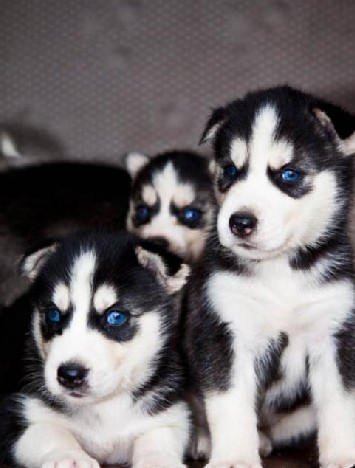 梁河县买狗 梁河县买哈士奇 狗场哈士奇出售