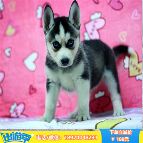 哈尔滨哪里有哈士奇卖 哈尔滨本地繁殖纯种哈