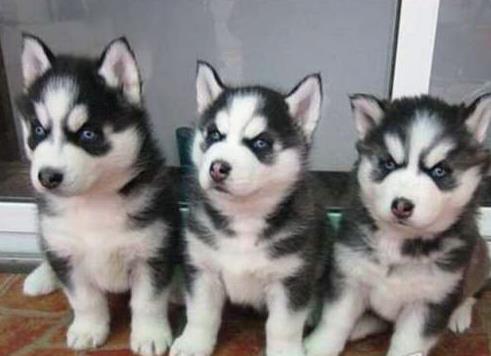 哈士奇幼犬领养