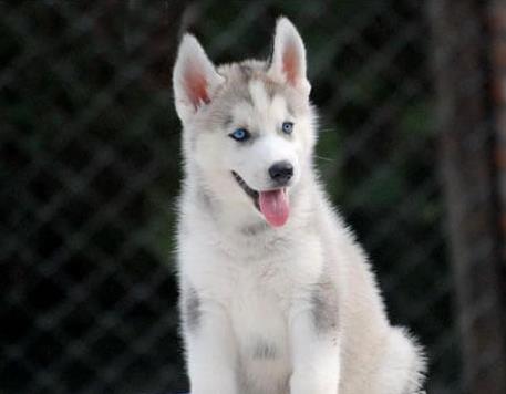 哈士奇幼犬领养