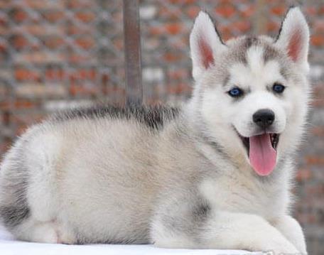 哈士奇幼犬领养