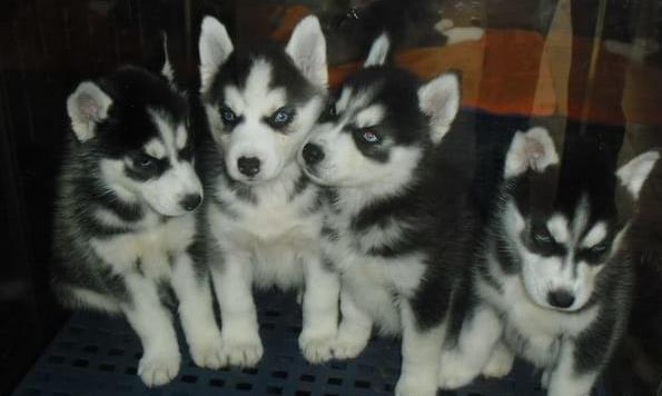 哈士奇幼犬领养