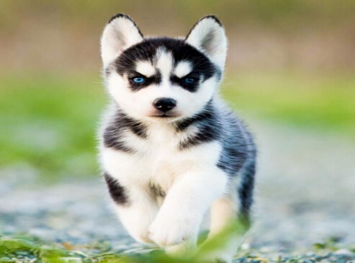 基地放假啦 狗狗无人照顾