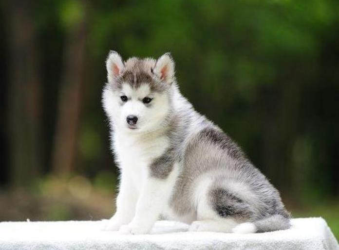 三把火蓝眼睛哈士奇