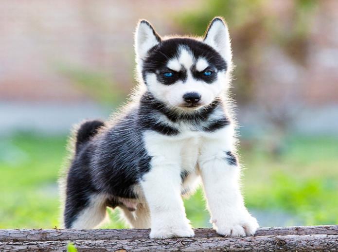 好消息 年底啦！大量狗狗领养